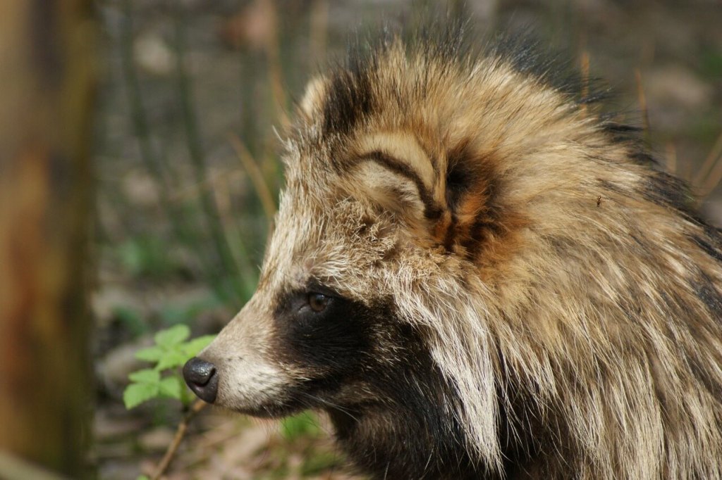 Tanuki
