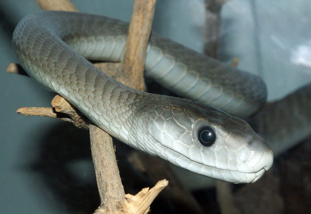 Mamba negra. serpiente