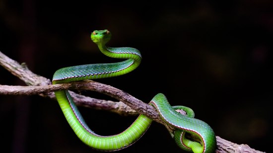 Serpientes venenosas
