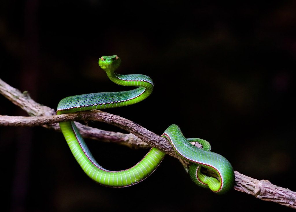 Serpientes venenosas