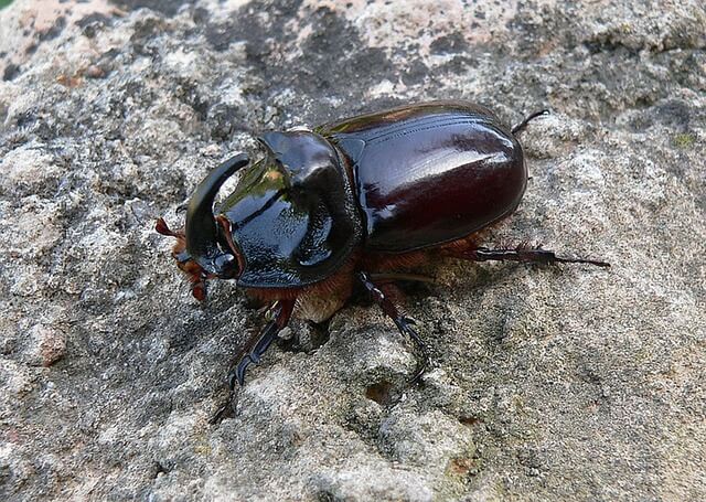 Escarabajo Copris Hispanus