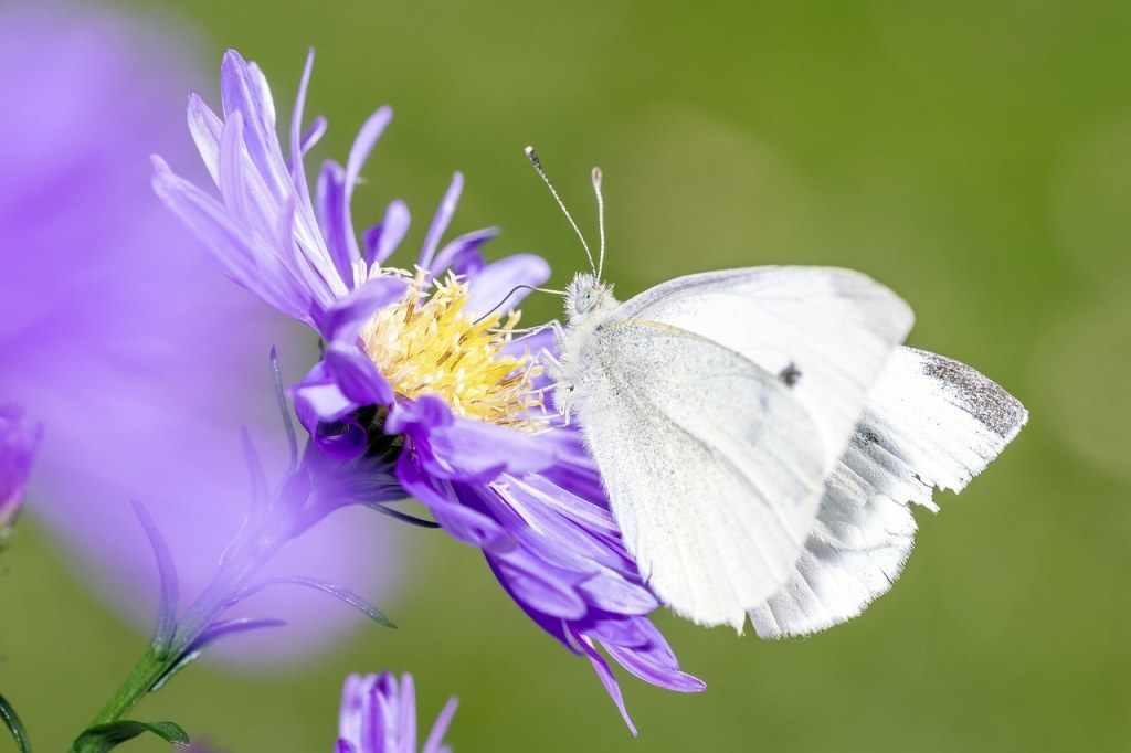 Mariposa. Imagen de Dirk Daniel Mann en Pixabay
Mariposas bonitas