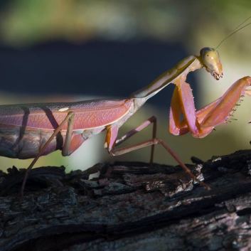 Curiosidades sobre la mantis religiosa