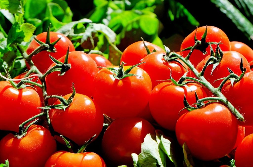 Diferencia entre frutas y verduras, tomates
