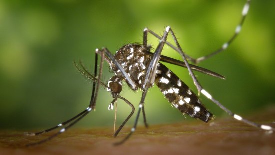 zumbido de mosquitos