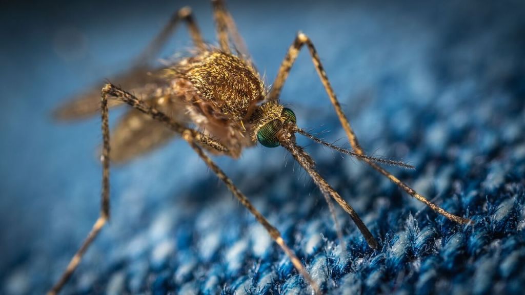 Zumbido de mosquitos