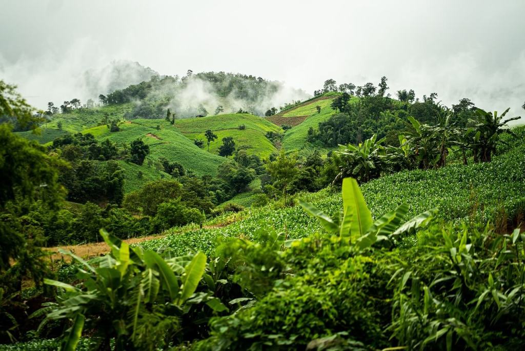 Selvas tropicales. Imagen de mxwegele en Pixabay