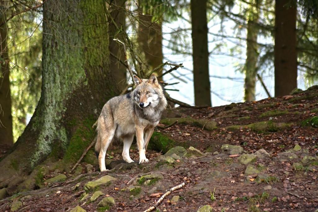Lobos y ganadería