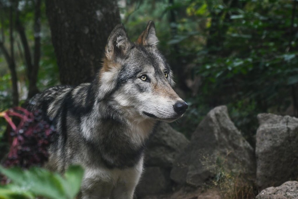 Lobos y ganadería