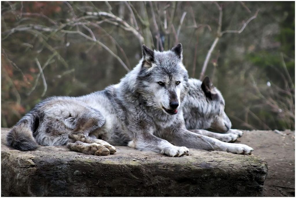 Lobos y ganadería