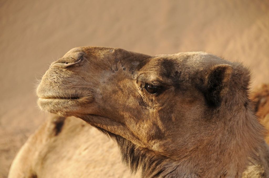 Los camellos son ejemplos de supervivencia sin agua