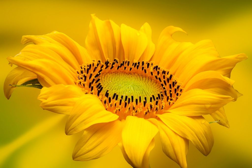 Girasol