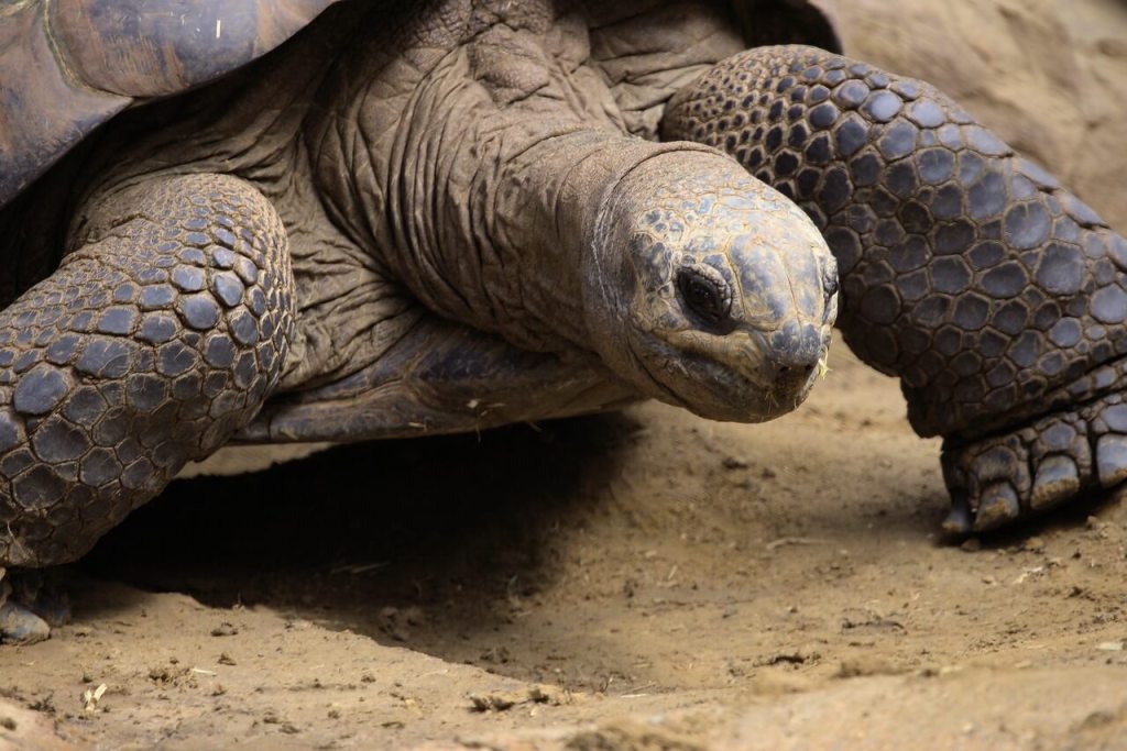 Origen de las tortugas. 