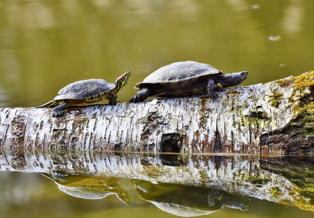 Origen de las tortugas. 