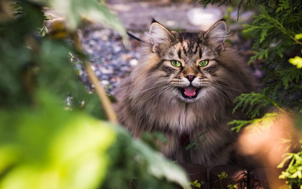 Comportamiento felino
