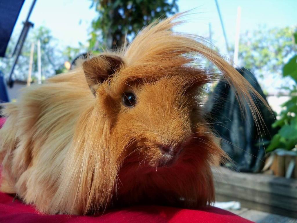 Cobaya