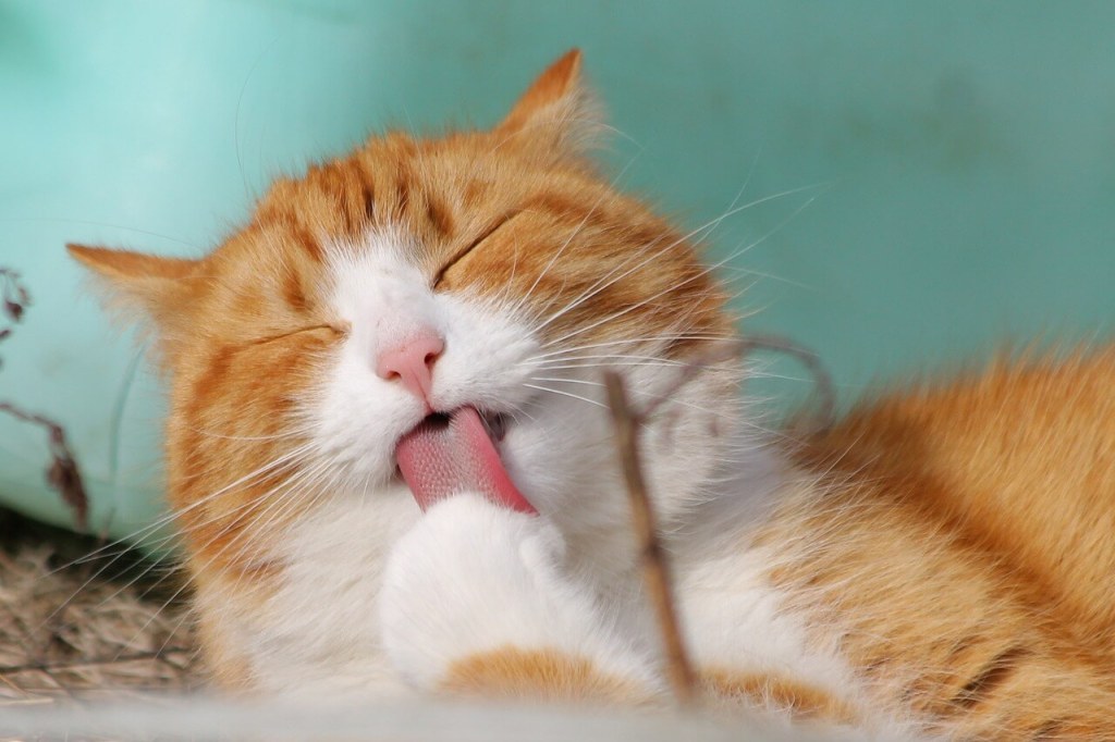 Imagen de K L en Pixabay
Gato