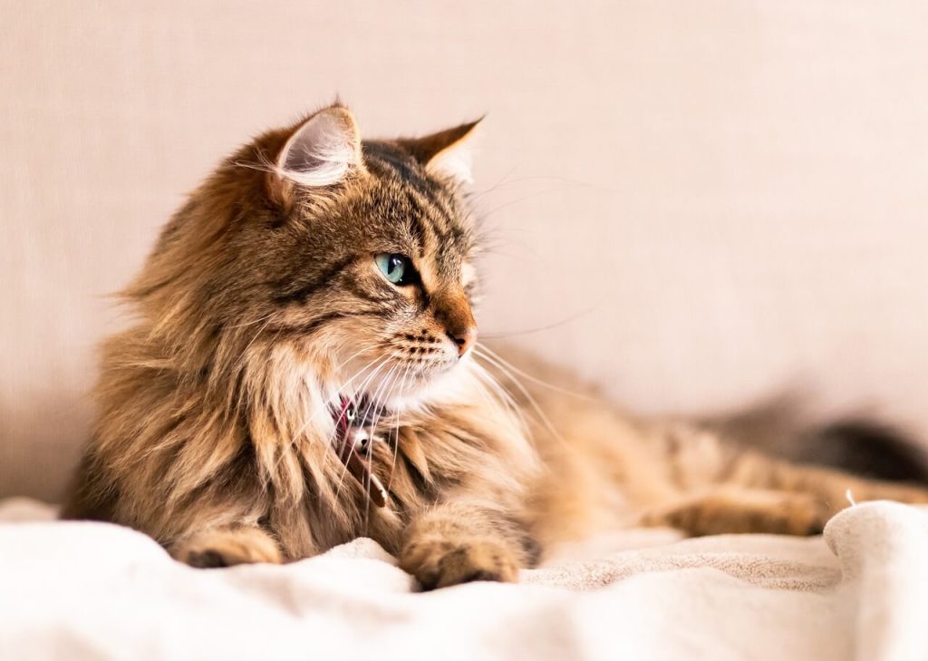 Imagen de Mélissa Dupont en Pixabay
Gato