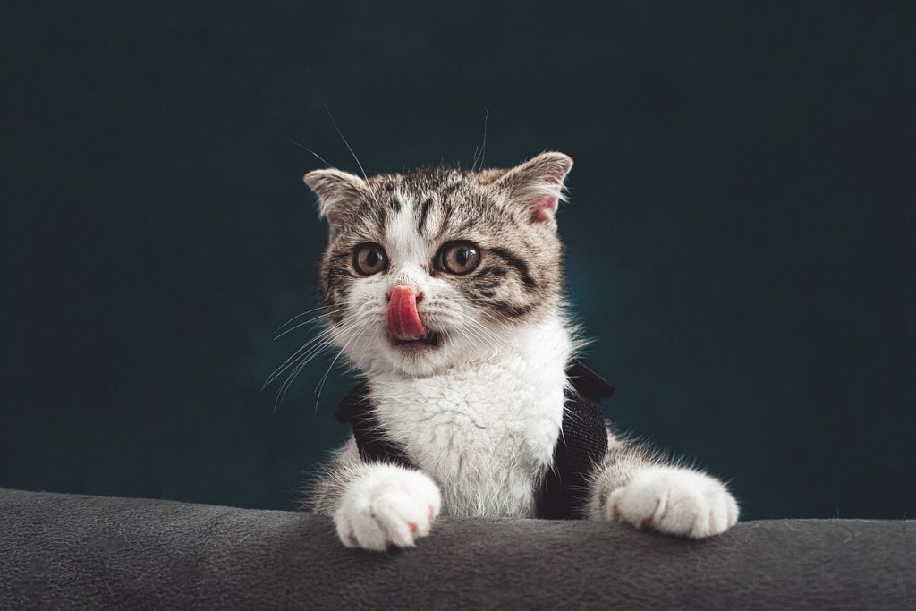 Imagen de Tú Nguyễn en Pixabay
Gato