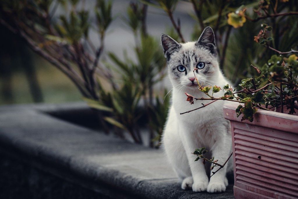 Imagen de Fabio en Pixabay
Gato