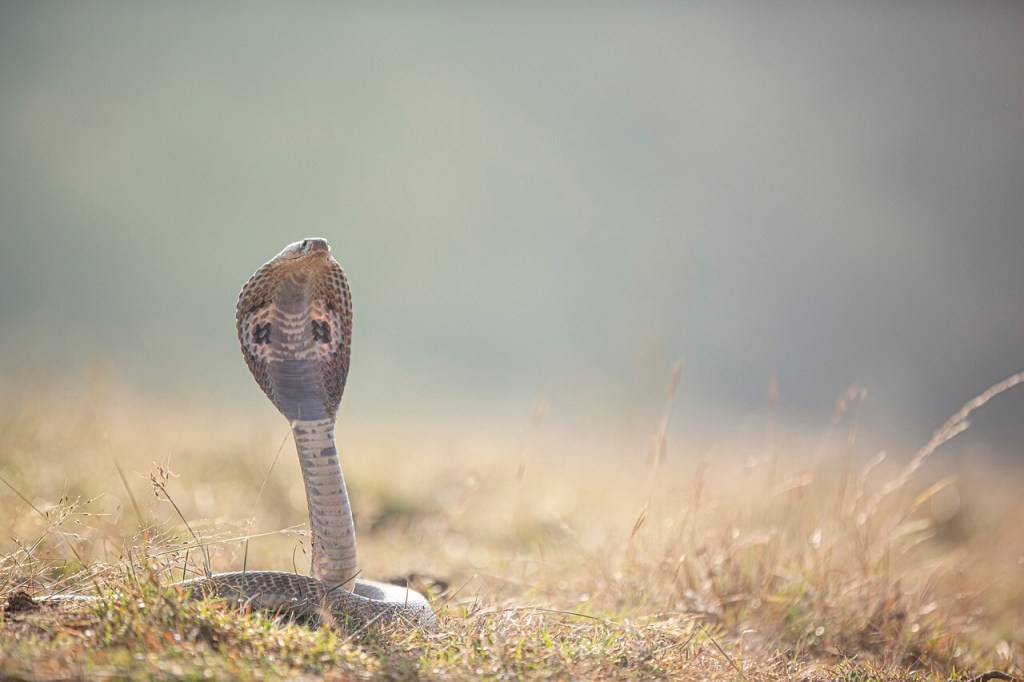 Mordedura de serpiente venenosa. Imagen de Anil sharma en Pixabay.