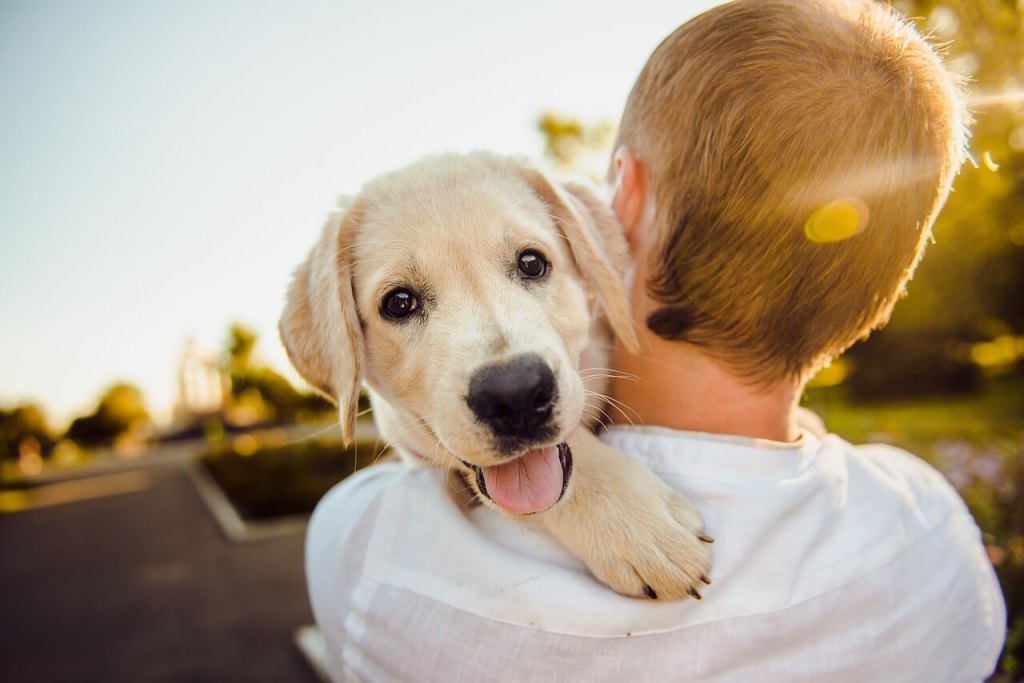 Perros en relaciones
