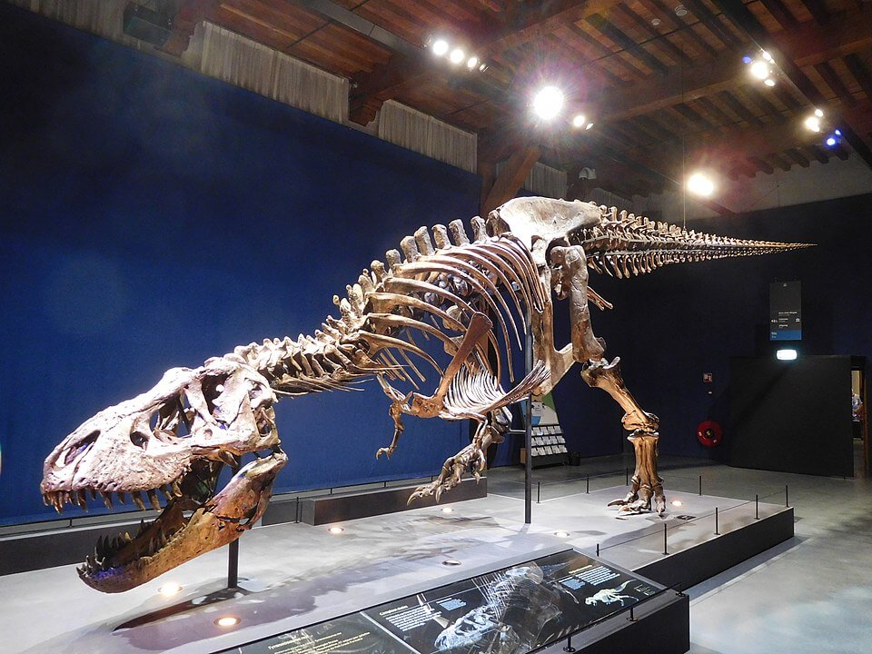 fósiles de Tyrannosaurus rex