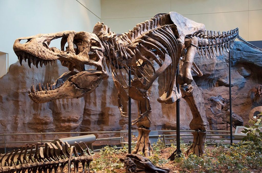 Fósiles de Tyrannosaurus Rex.