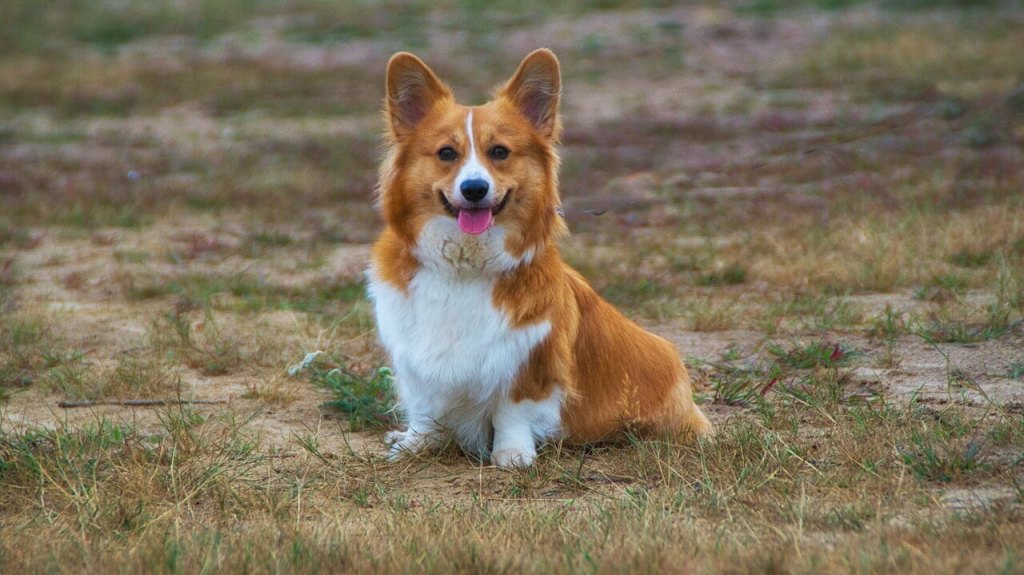 Coprofagia canina