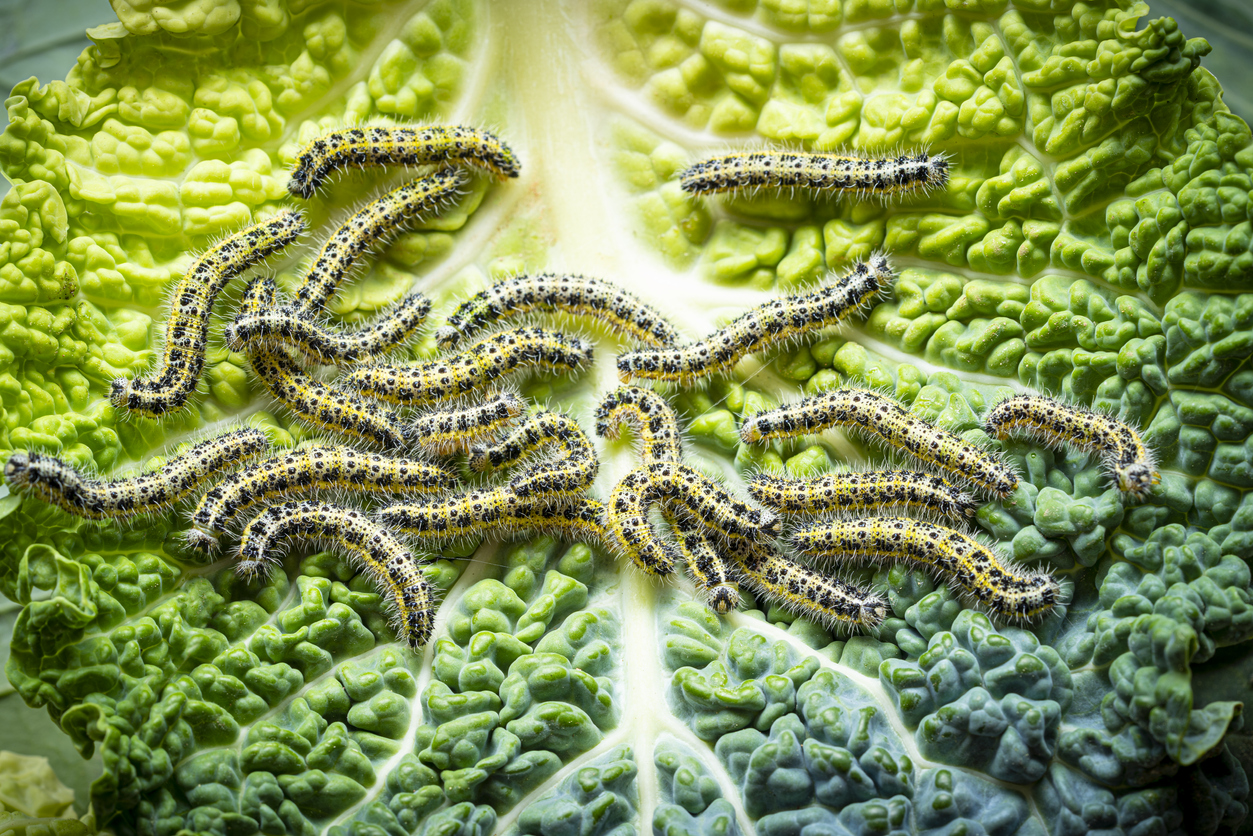 invertebrados