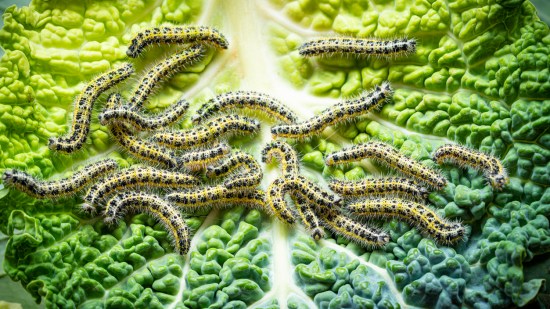 invertebrados