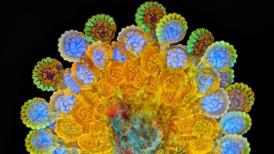 Las imágenes microscópicas más sorprendentes