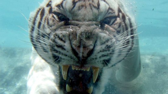 Gritos Animales