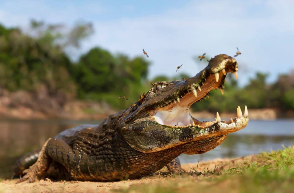 Caimanes