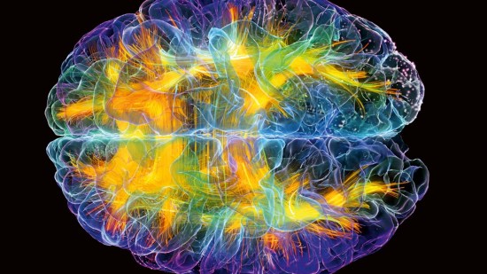 Curiosidades sobre el cerebro humano