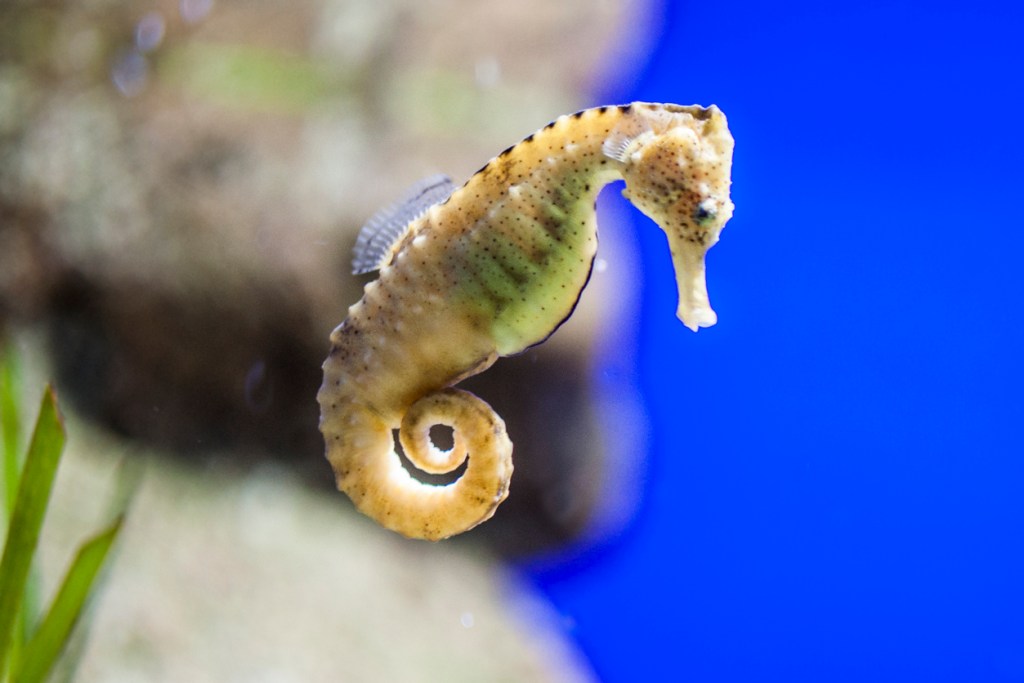 Fotografías increíbles de los caballitos de mar