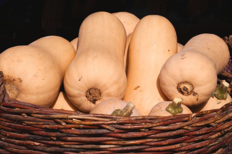 La calabaza más larga del mundo