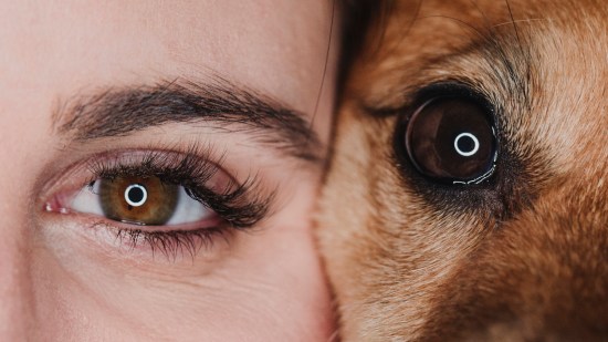 dos animales juntos