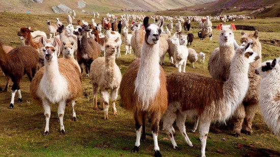 llama
