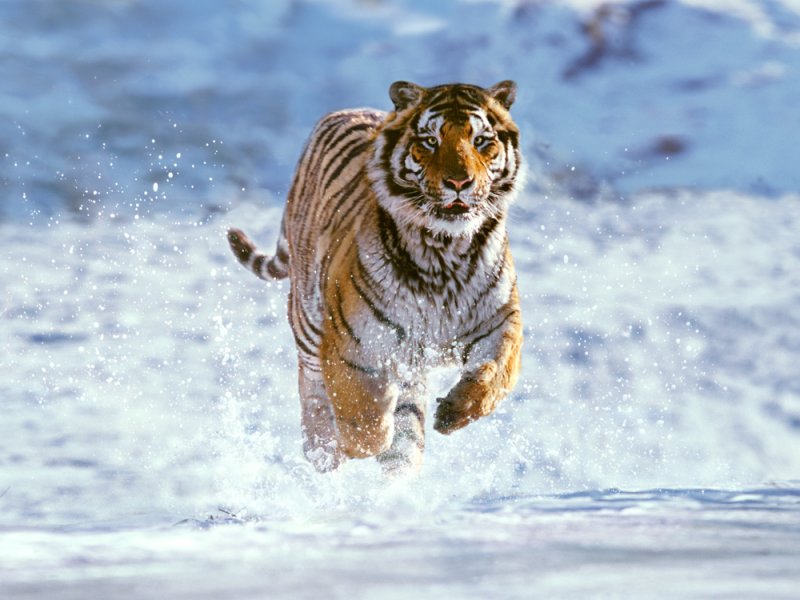 Tigre siberiano
