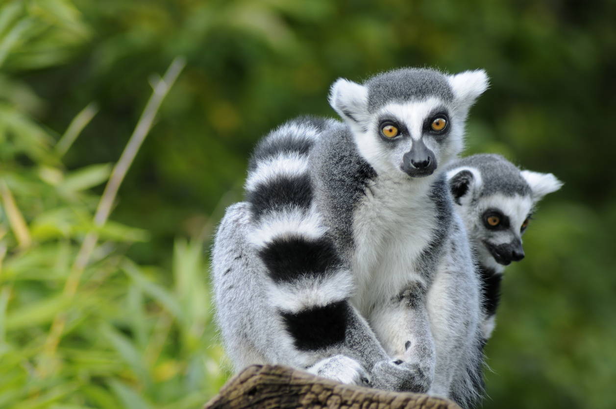 lémur en la selva