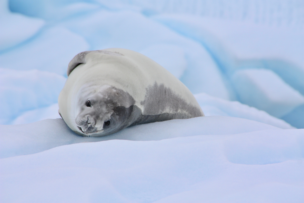foca cangrejera