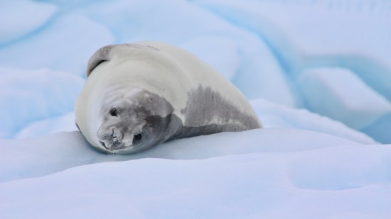 foca cangrejera