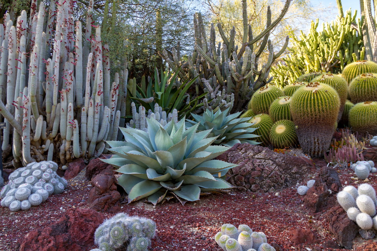 plantas del desierto