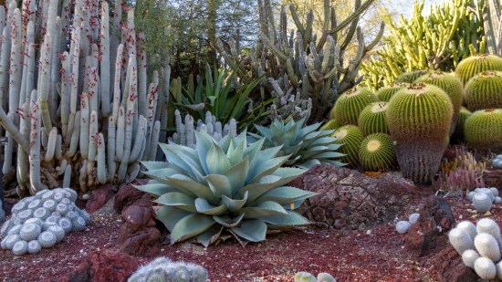 plantas del desierto