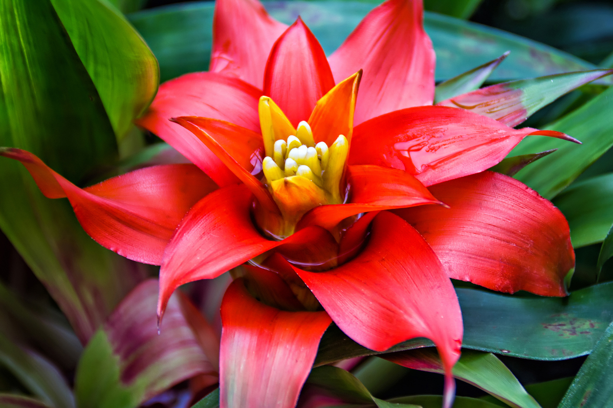 flor de la selva