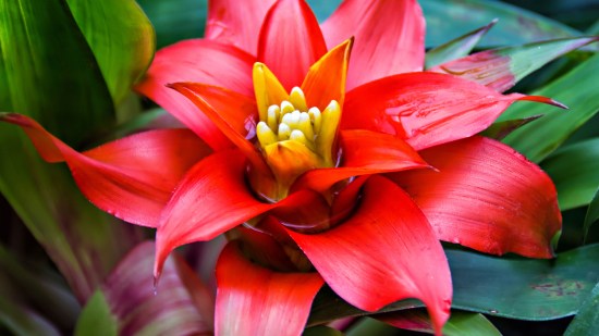 flor de la selva