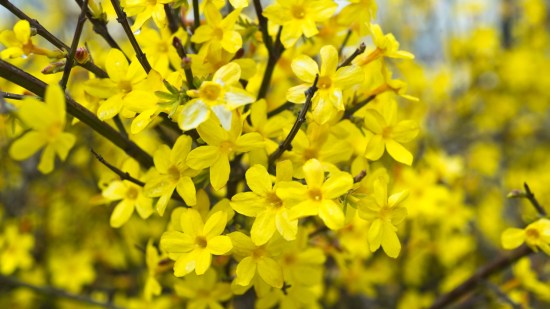 flores