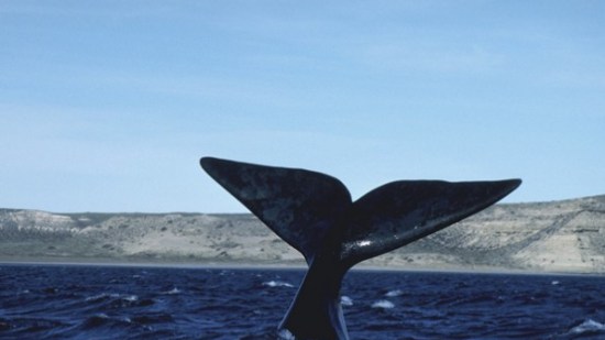 Cetáceos: orcas, ballenas y delfines