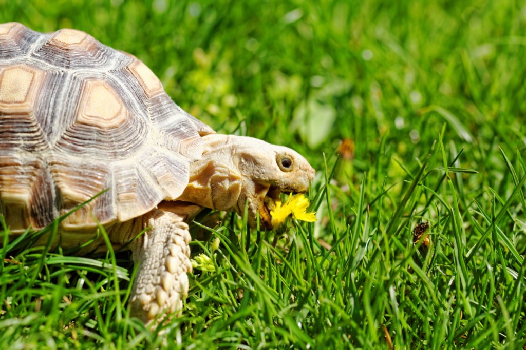 Curiosidades sobre reptiles: ¿Qué comen las tortugas?